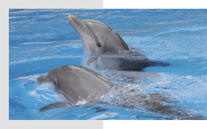 Family-Friendly Activities